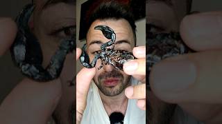 ASMR eating show scorpion asmr eatingshow [upl. by Ron]