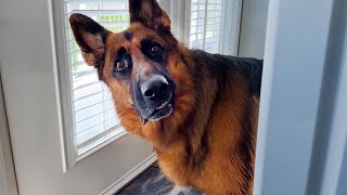 Why German Shepherds are the FUNNIEST DOGS 🐶 [upl. by Novaelc772]