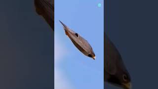 Falcon Bird 🕊️🐦 amazingfacts birds factsinhindi interestingfacts knowledge new trending [upl. by Fezoj]