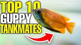 The 10 Best Guppy Tank Mates 🐟 [upl. by Kauffmann]