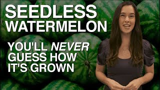 SEEDLESS Watermelon — Youll Never Guess How Its Grown [upl. by Lucrece728]