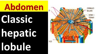 Classical hepatic lobule Architectural Marvel of Liver [upl. by Sybyl]