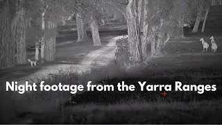 Thermal Night Footage  4K HD  Yarra Ranges [upl. by Kavanagh]