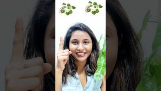 Rasakinda🥰මේක බෙහෙත් තේ එකක්😱information trending meditation tea shortssrilanka [upl. by Ahsiuqet]