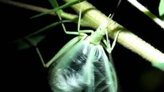 Oecanthinae  Chirping Tree Cricket [upl. by Ennelram]