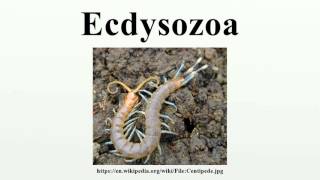 Ecdysozoa [upl. by Elocal]