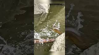 Guapotes vs señuelo fishing viralvideos bryconfishing nature pesca [upl. by Ainod]