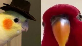 SMART AND FUNNY PARROTS TALKING 🦜  TRY NOT TO LAUGH  Funny Pets ❤️ [upl. by Eisak]