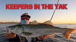 KEEPERS AT ONEILL FOREBAY STRIPED BASS KAYAK FISHING NOVEMBER 2024 [upl. by Zilber]