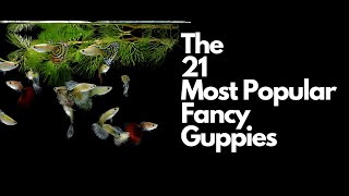 The 21 Most Popular Types of Guppy Fish 🐠 [upl. by Eiramanitsirhc]