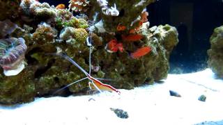 MedReds Candy Basslet Pair Having Lunch Liopropoma carmabi [upl. by Fantasia]