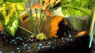 African Cichlid vs Fiddler Crab [upl. by Flore]