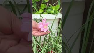 Easy to Care Fragrant Flowers🌺🌹 I खुशबूदार फूल जिनकी देखभाल आसान हैं 🌿 gardening flowers garden [upl. by Noteek]