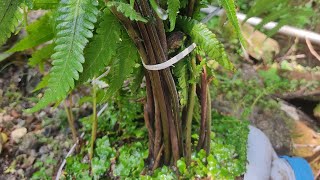 Planting Dryopteris [upl. by Darej707]