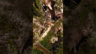 Deadfall Trap Wowza Squirrels [upl. by Ebaj]