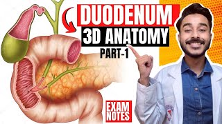 Duodenum Anatomy 3D  relations of duodenum anatomy  parts of duodenum anatomy relations [upl. by Haywood]