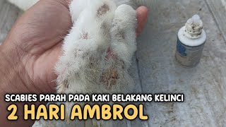 MENGOBATI KELINCI TERKENA SCABIES PARAH PADA BAGIAN KAKI [upl. by Ennayelhsa]