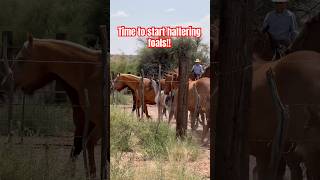 Haltering foals horseranch horse arizona painteddesertranch cowboys aqha [upl. by Atinyl785]