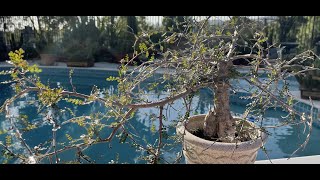 Operculicarya decaryi Bonsai Full of Seeds 🌳  Episode 18 [upl. by Zinn]