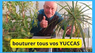 Comment bouturer les yuccas [upl. by Nodla]