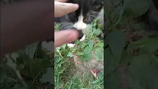 I play with the tuxedo kitten [upl. by Nasah200]