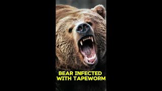 Bear Infected With Tapeworm shorts [upl. by Filia]