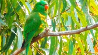 Scalybreasted Lorikeet [upl. by Nannaihr]