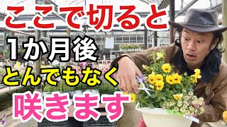 【見逃し厳禁】パンジービオラなどの一年草は絶対にここで切って下さい！ 【カーメン君】【園芸】【ガーデニング】【切り戻し】 [upl. by Madaras]