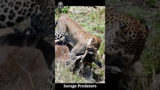 Leopard dragging a wildbeest [upl. by Rehctaht841]