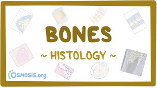 Bones Histology [upl. by Swanhilda592]