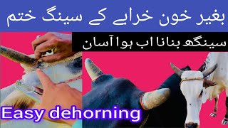 Easy dehorning  Large animal dehorning  seeng khtam krny ka tariqa  apply ring on horns  Horns [upl. by Bonnes]