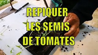 Repiquer ses semis de tomates [upl. by Loveridge]