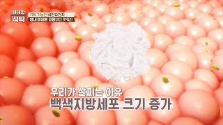 다이어트 성공을 위한 핵심 백색 지방 세포 크기 줄이기💪  위대한 식탁 102회  JTBC 240106 방송 [upl. by Sivaj]