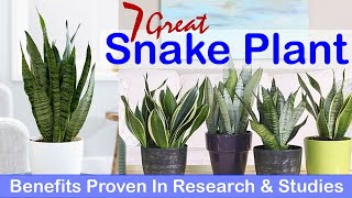 7 Great Snake Plant Benefits Proven In Research amp Studies [upl. by Valentine]