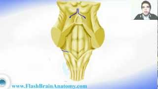 Medulla Oblongata And 4th Ventricle Anatomy [upl. by Henni]