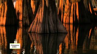 Louisiane  Le sud des Etats Unis  Échappées belles [upl. by Atsirhcal855]