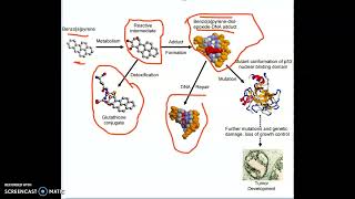 CANCER POR BENZOPIRENO [upl. by Doowron]