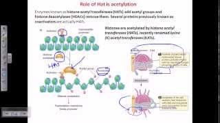 Histone acetylation [upl. by Swartz]