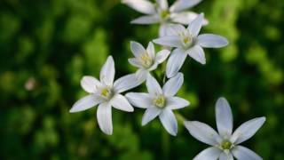 La fleur de Bach Star of Bethlehem  Étoile de Bethléem [upl. by Anees]