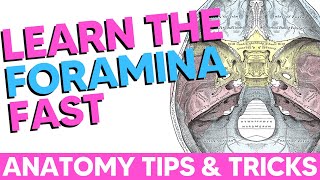 Cranial Foramina Easy Anatomy Mnemonics [upl. by Nirot520]