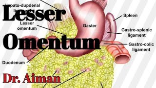 Lesser Omentum Made Easy  Anatomy Of Lesser Omentum  Dr Aiman [upl. by Adierf]