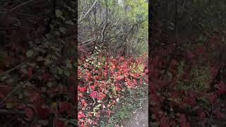 Saskatoon Fall walk Saskatchewan [upl. by Sapienza]