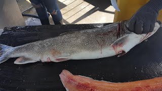 How to fillet a large Lake Trout [upl. by Tenn]