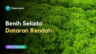 Benih Selada Hidroponik untuk Dataran Rendah yang Panas [upl. by Eiruam]