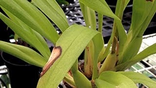 ORCHID CARE  Yellow Leaves and Other Ailments PART 3 Lighting mishaps and Fertilizer leaf burns [upl. by Laks]