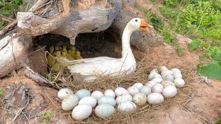 Really Amazing Duck Hatching in Nest  Retrieve many hatched ducklings in the nest [upl. by Aicirtan]