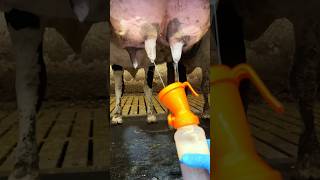 Cleaning  Milking Aggressive Cow cleaning work animals [upl. by Sparhawk]