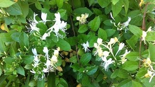 Lonicera japonica Halliana Halls Japanese Honeysuckle [upl. by Ancelin]