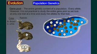 Evolution Part 4A Population Genetics 1 [upl. by Stilu70]