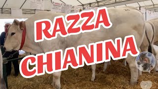 55AGRIUMBRIA bovini razza LIMOUSINE CHIANINA CHAROLAIS ROMAGNOLA 1 giorno BASTIA UMBRA PG [upl. by Lenaj]